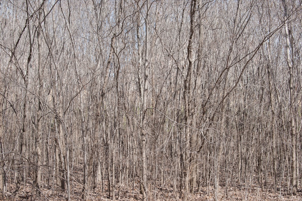 dried forest trees