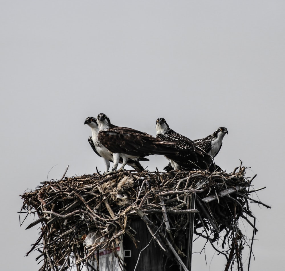 brown and white bird standing on nest