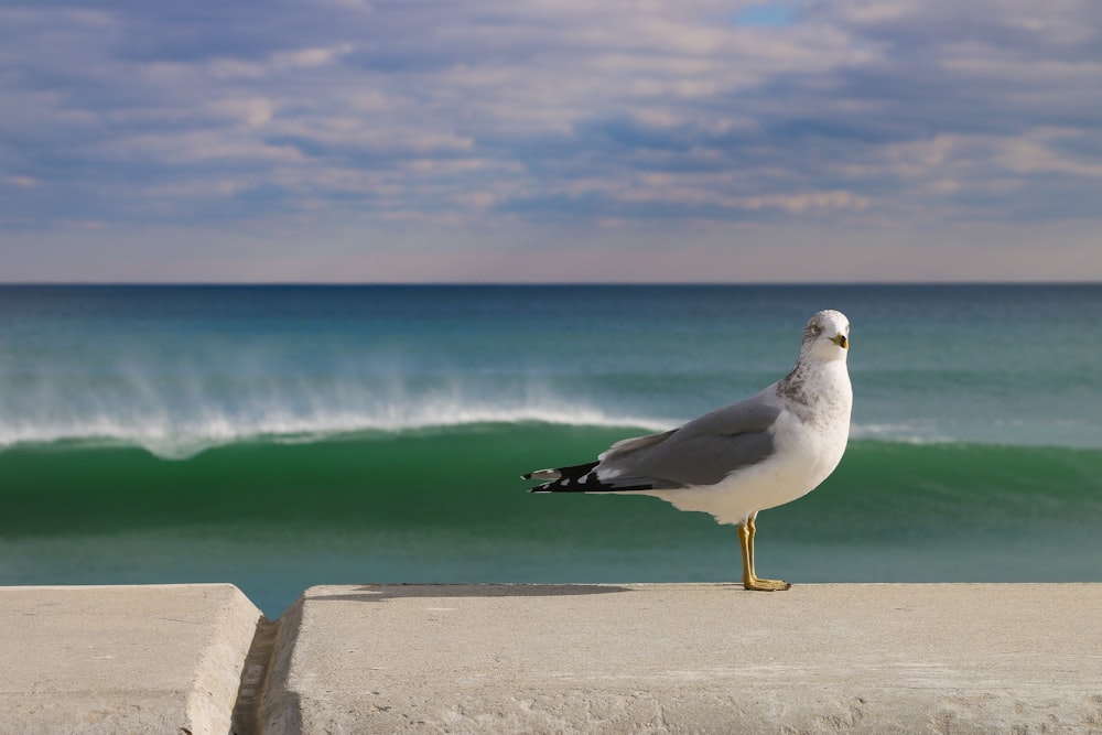 white and gray bird near sea