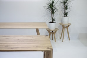 two plants in white vases