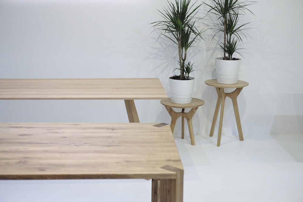 two plants in white vases