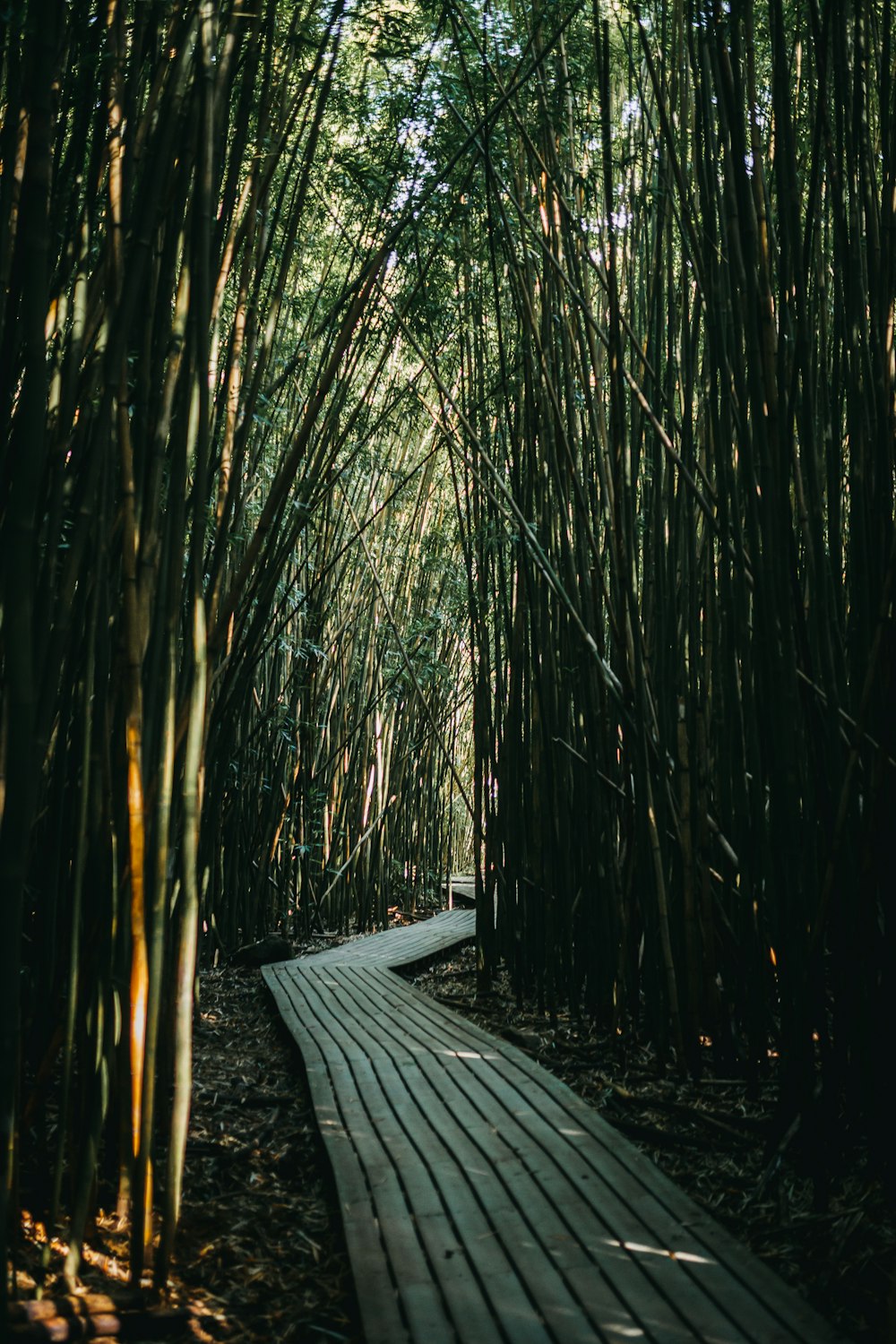 pathway in bamboo field