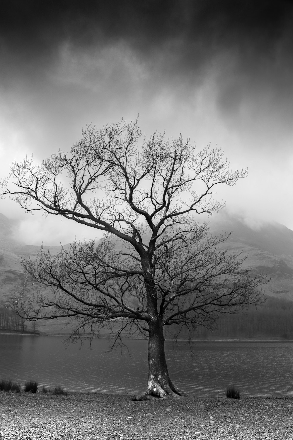 un tetro albero bruciacchiato nell'oscurità