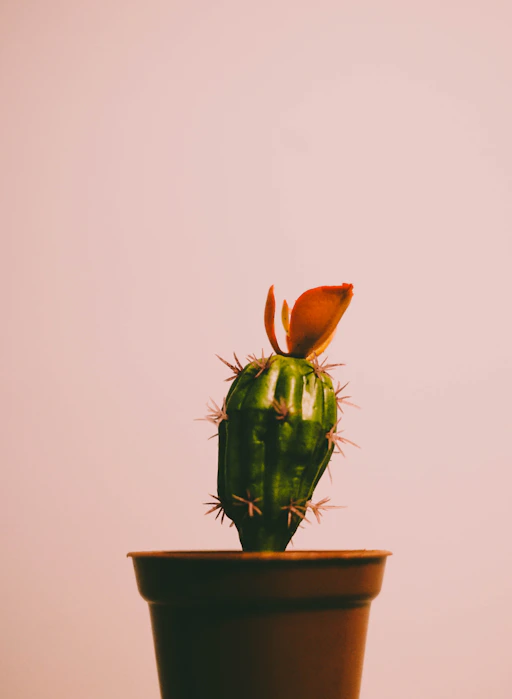 green cactus on brown clay pot