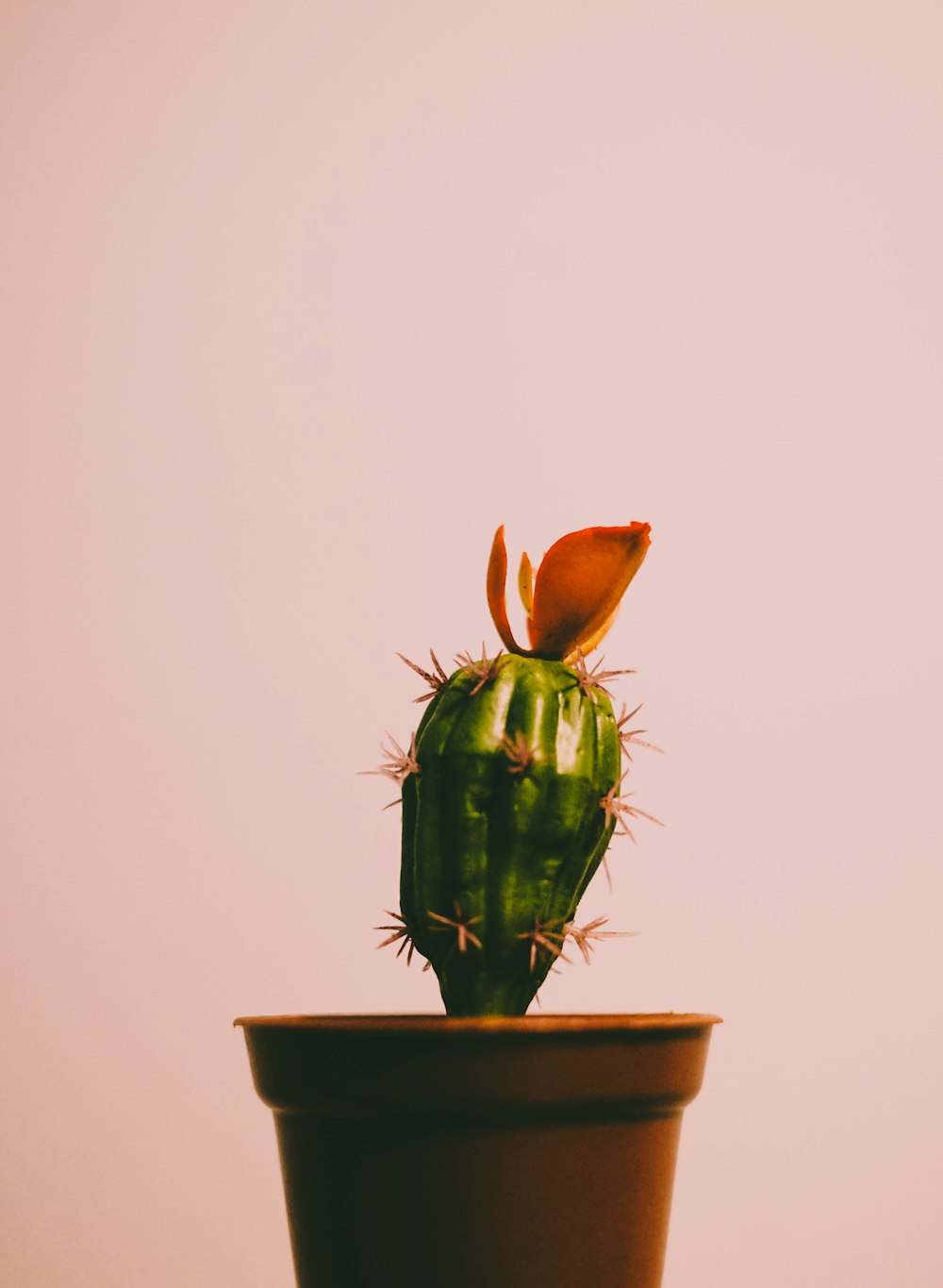 green cactus on brown clay pot