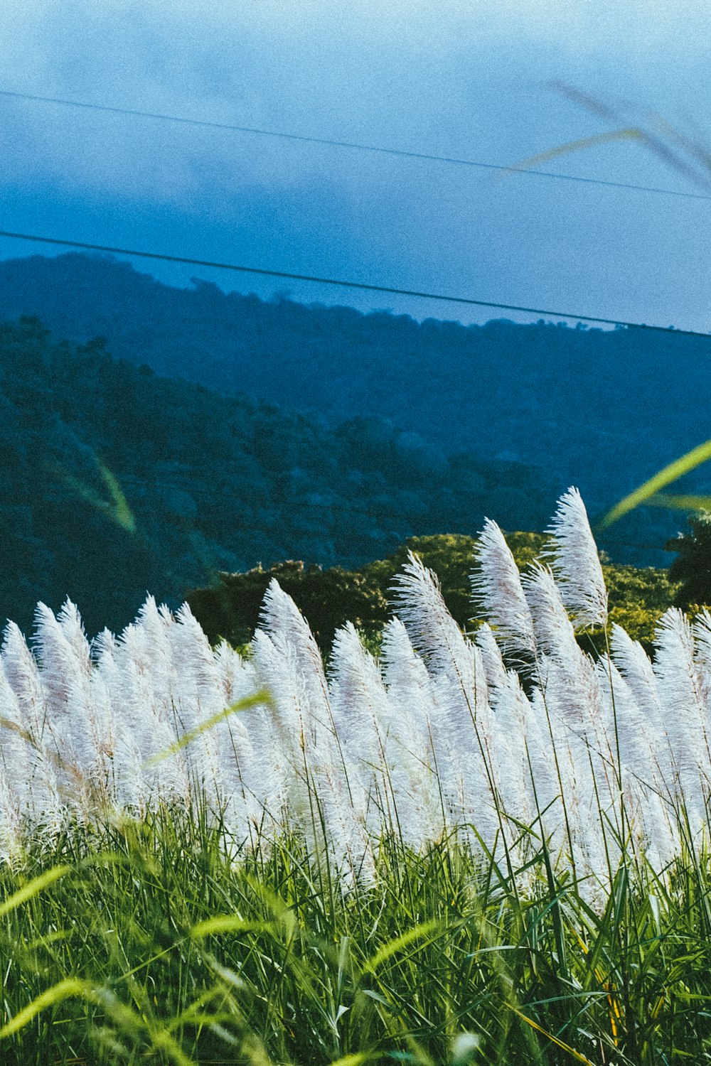 white petaled flowers