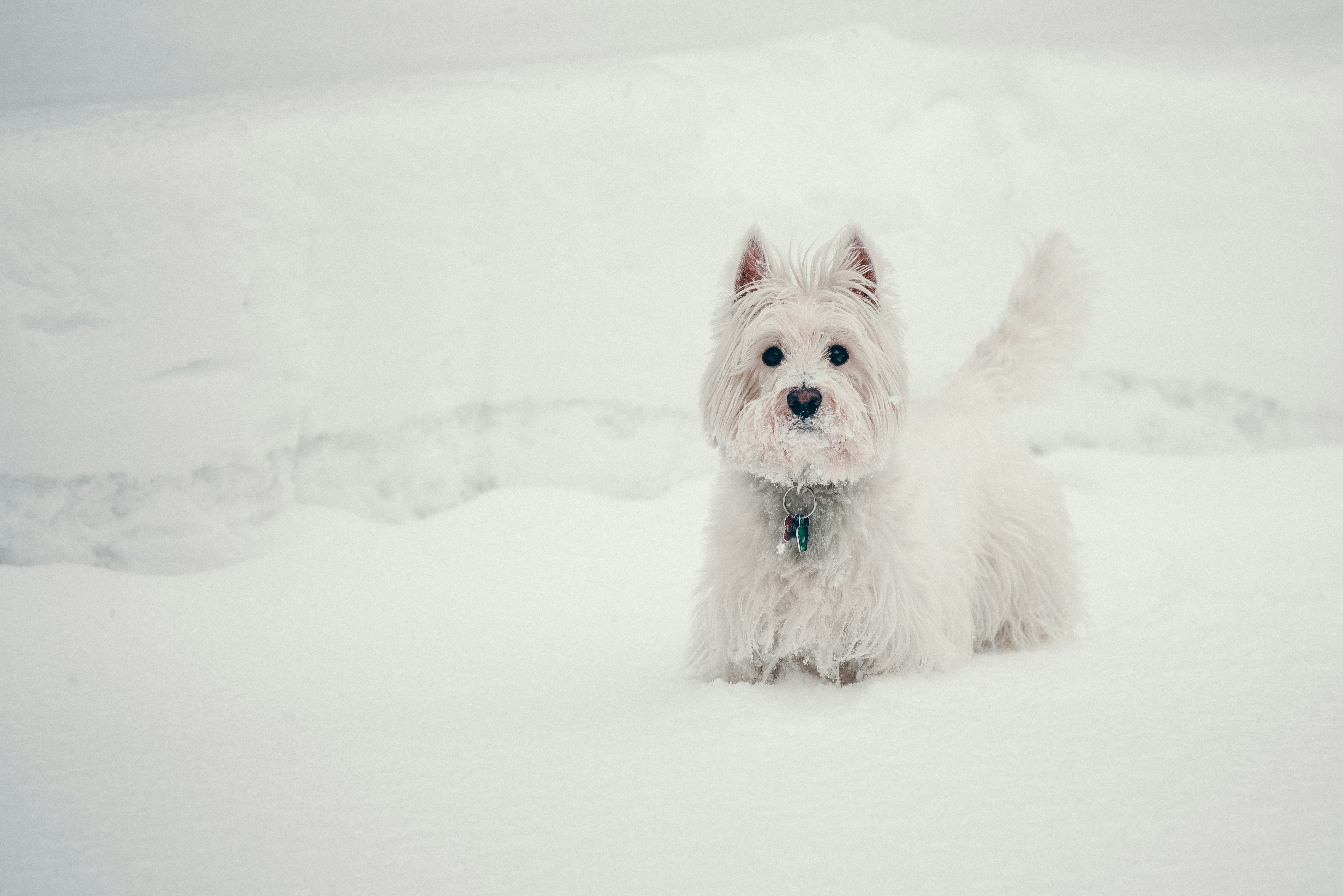 long-coated white dog on snow ground