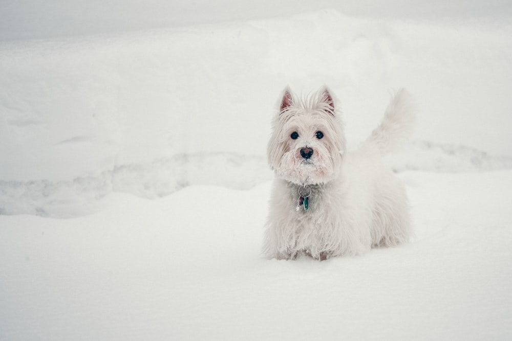 long-coated white dog on snow ground