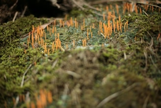 A close-up view of a forest floor covered in green moss, interspersed with thin, orange fungal structures protruding upwards.