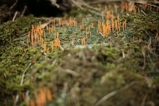 A close-up view of a forest floor covered in green moss, interspersed with thin, orange fungal structures protruding upwards.