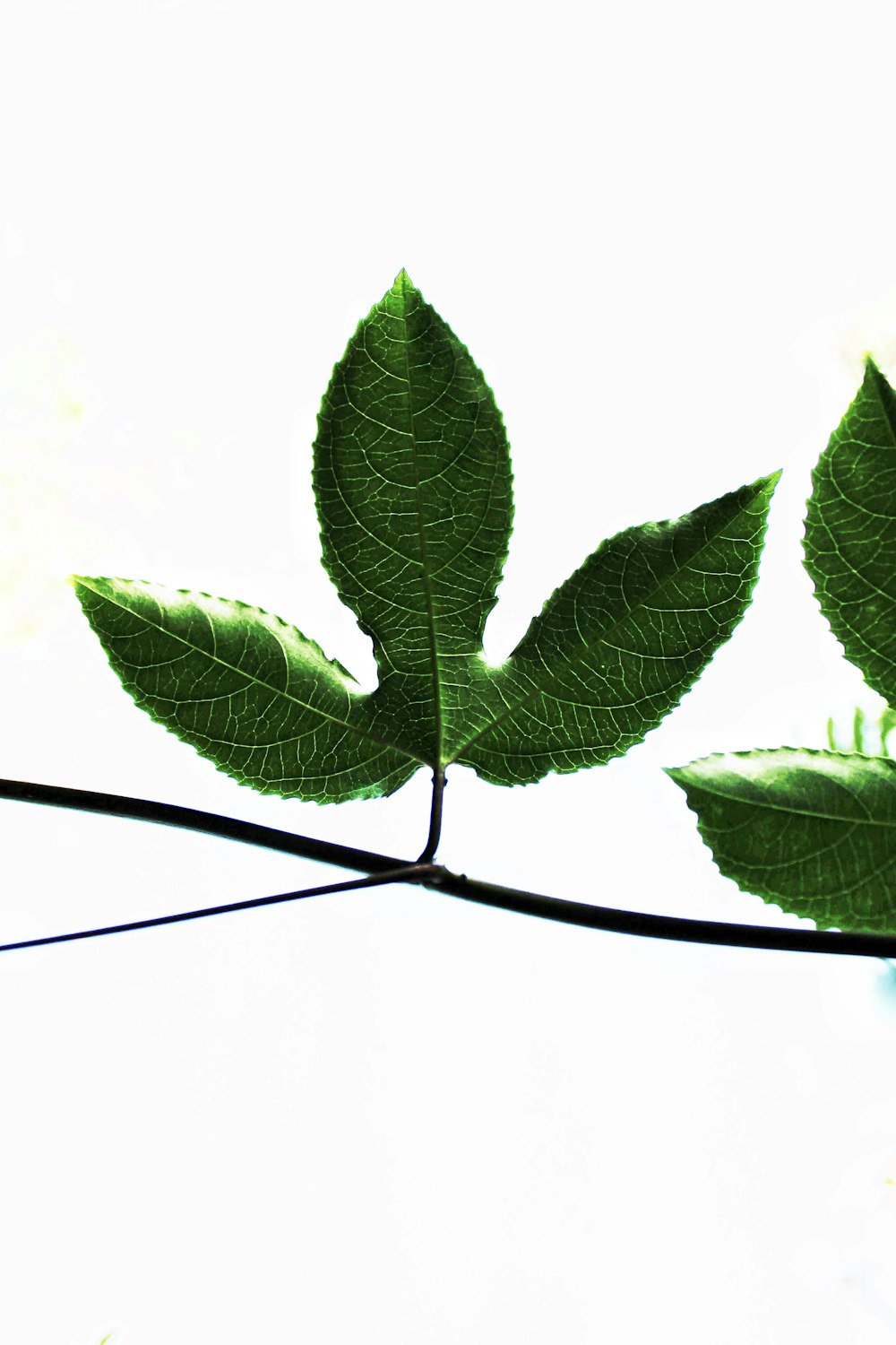 green-leafed plant photo