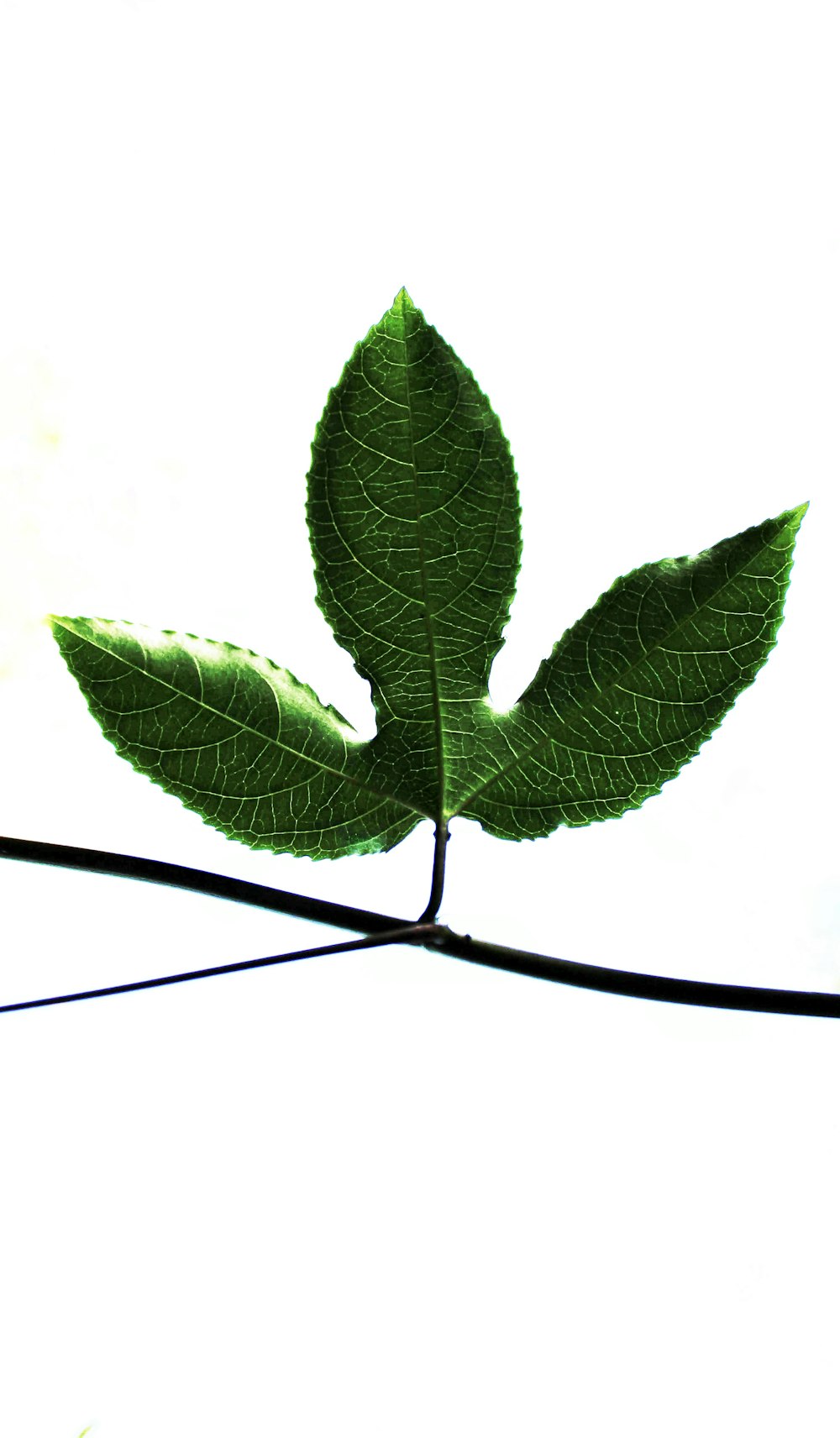 green leaf on branch