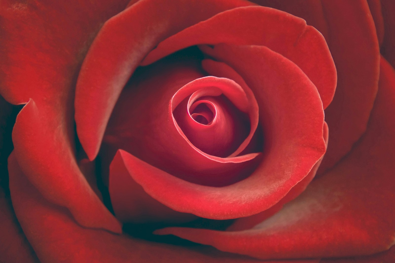 Fujifilm FinePix HS25EXR sample photo. Red rose wallpaper photography