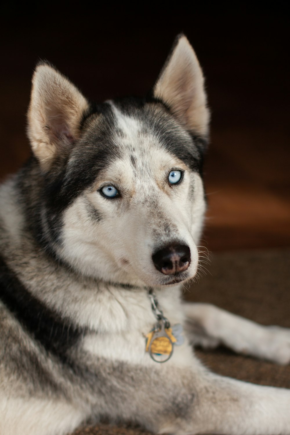 Siberian husky dog lying on brown floor