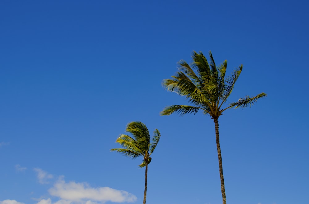 two coconut trees