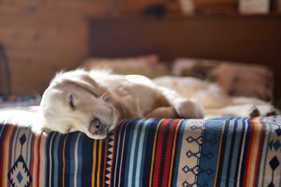 A cozy dog bed with a golden retriever resting.
