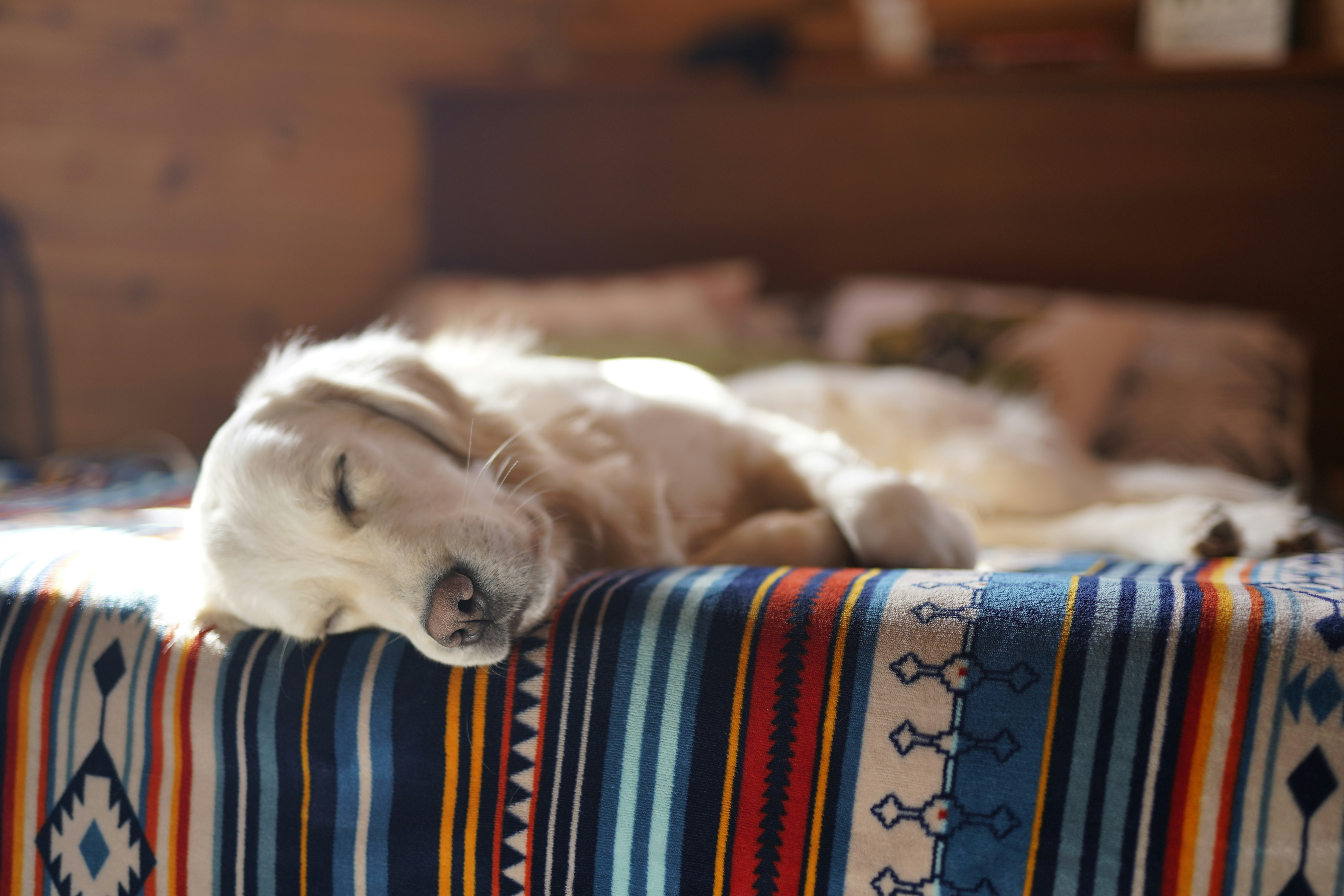 A cozy golden retriever sleeping peacefully in a soft, premium dog bed indoors