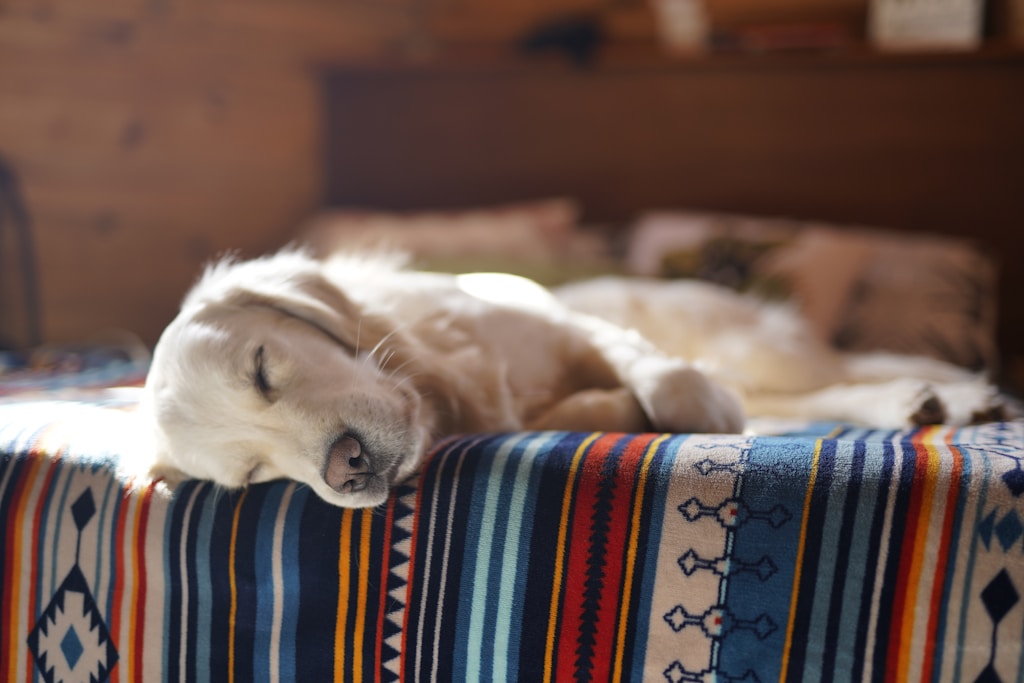 The Haven Bed