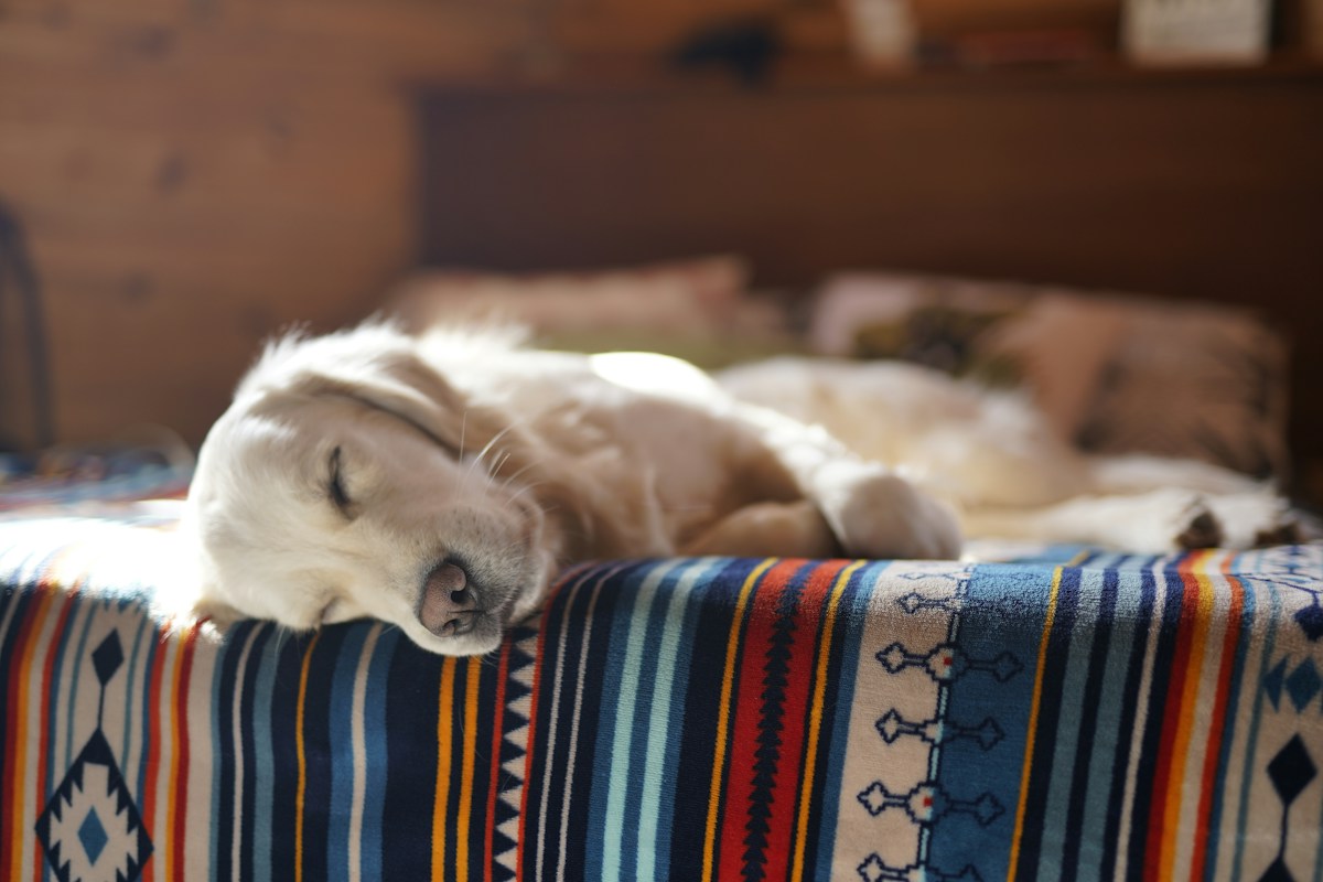 Cão deitado descansando sobre a cama no quarto