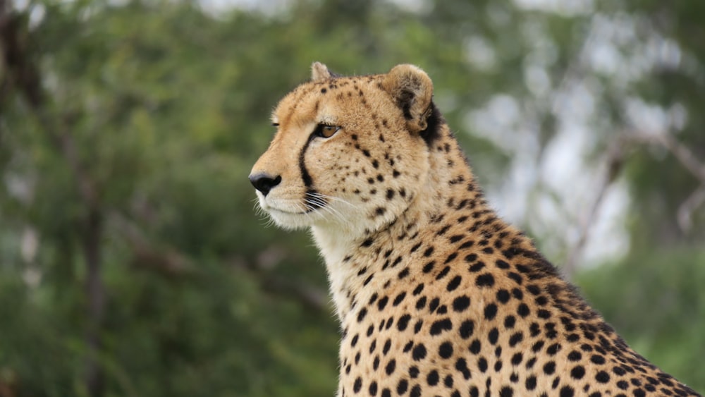 adult cheetah near trees