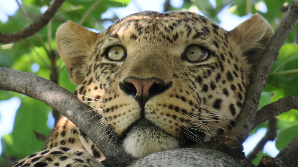 cheetah photo on tree branch