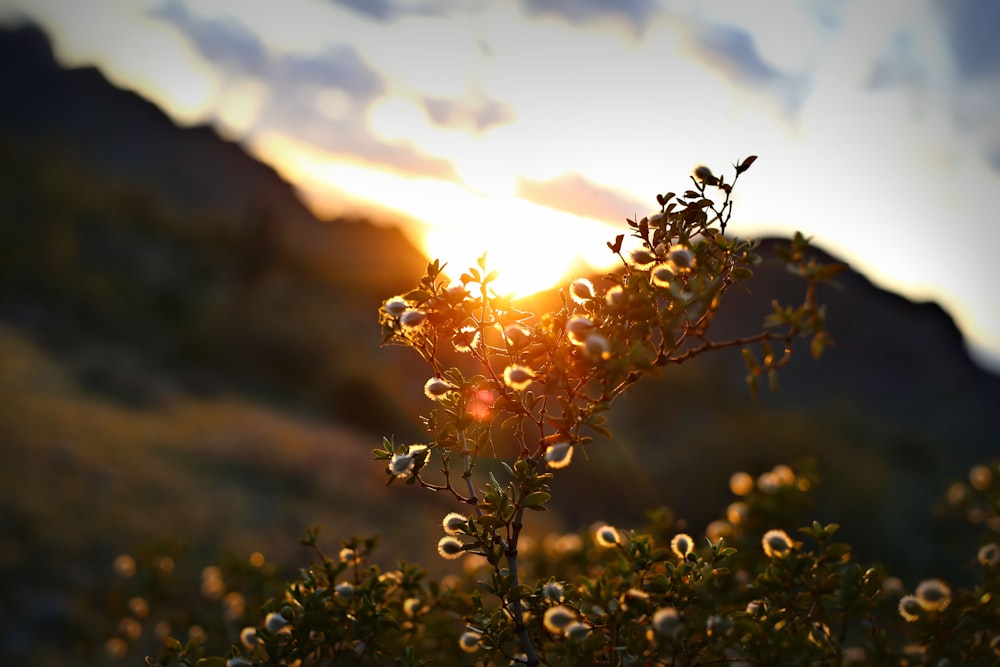 white-petaled flowers during golden hour