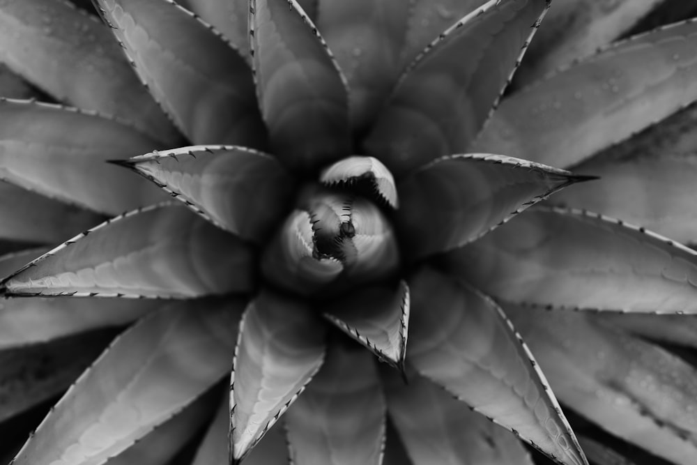 Foto en escala de grises de la flor