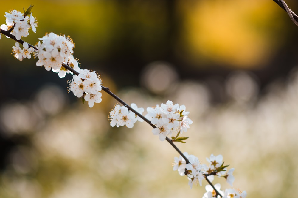 white flower close-up photo