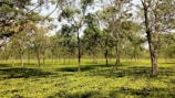 A lush and expansive tea plantation features numerous evenly spaced trees with light green leaves, creating a serene and verdant scene under a clear blue sky.