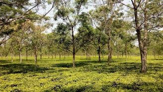 A lush and expansive tea plantation features numerous evenly spaced trees with light green leaves, creating a serene and verdant scene under a clear blue sky.