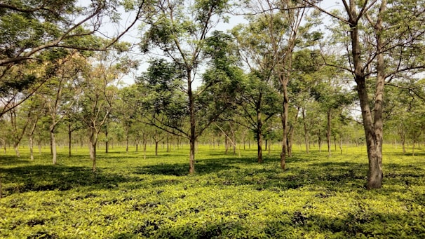 A lush and expansive tea plantation features numerous evenly spaced trees with light green leaves, creating a serene and verdant scene under a clear blue sky.