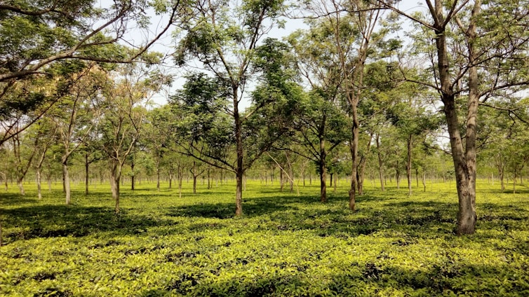 A lush rubber tree plantation under a clear blue sky.
