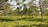 A lush and expansive tea plantation features numerous evenly spaced trees with light green leaves, creating a serene and verdant scene under a clear blue sky.