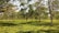 A lush and expansive tea plantation features numerous evenly spaced trees with light green leaves, creating a serene and verdant scene under a clear blue sky.
