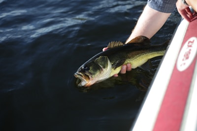Largemouth Bass
