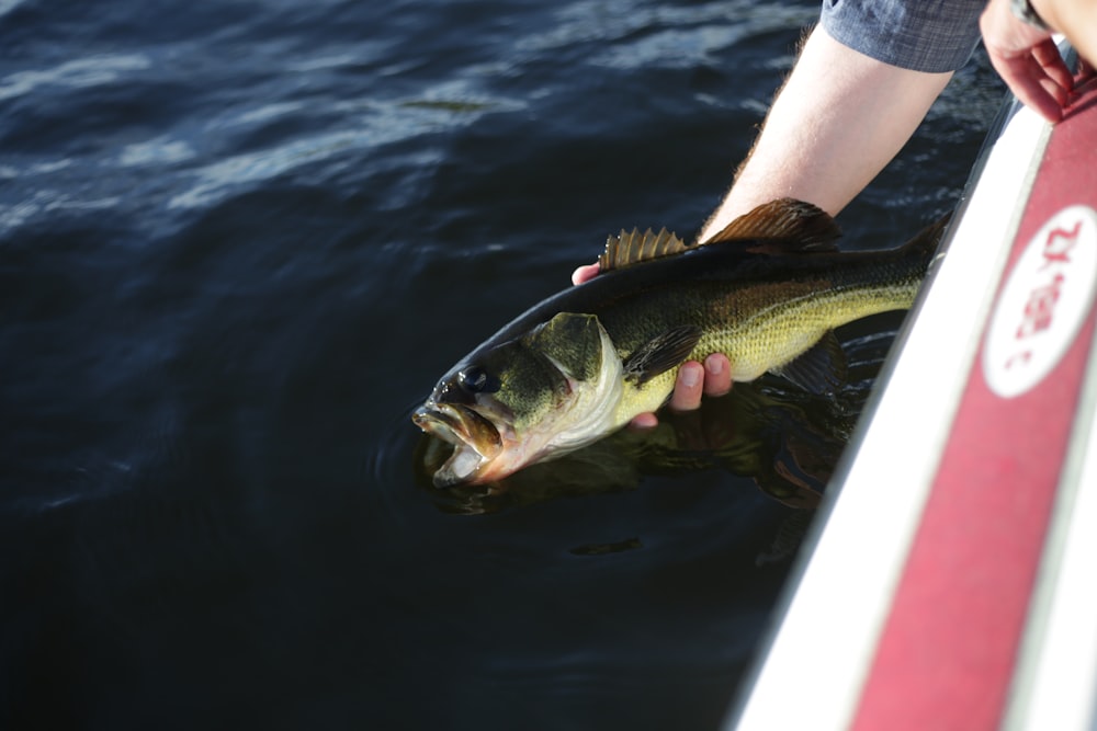 person catching fish above body of water