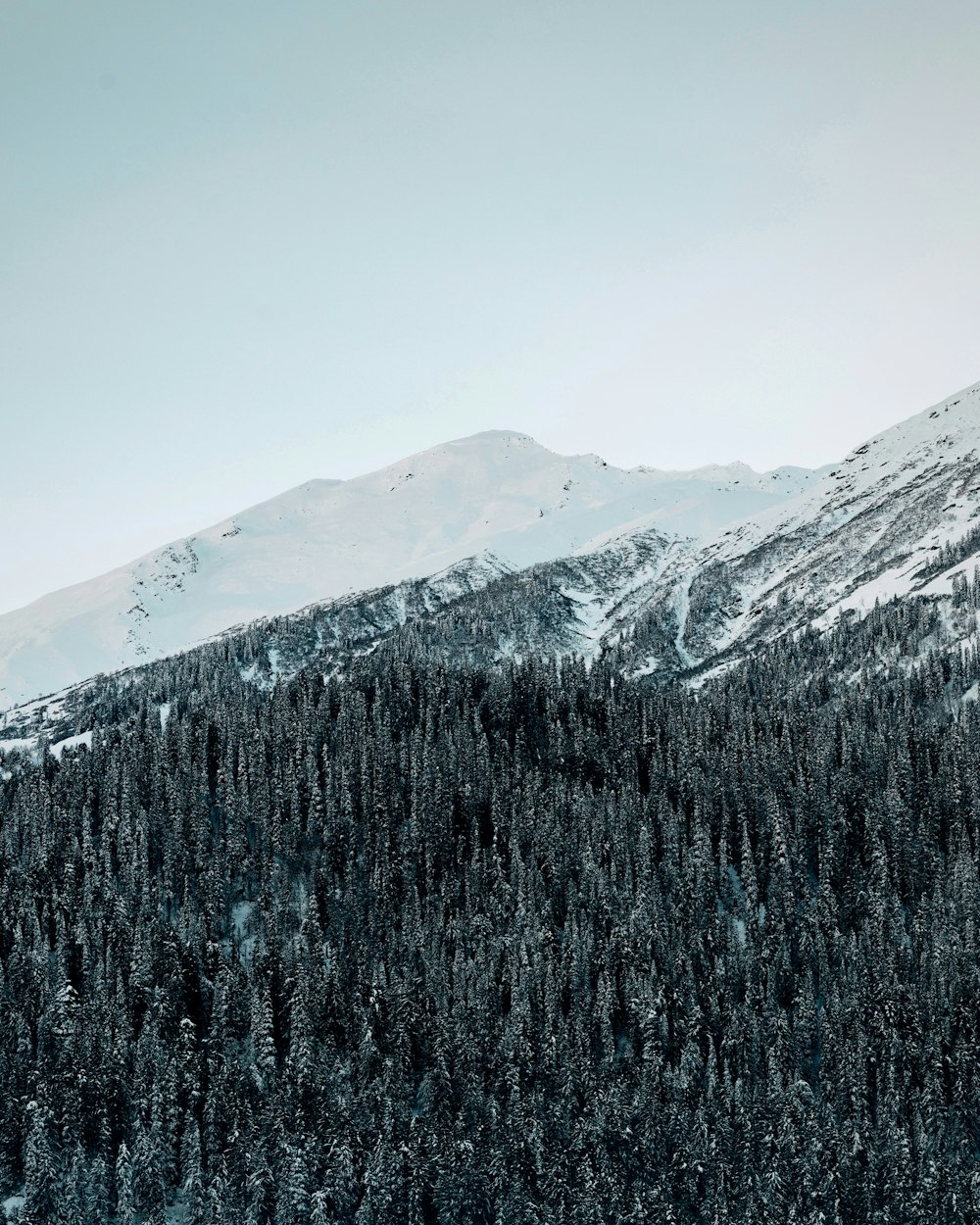 pine trees on snowy mountain
