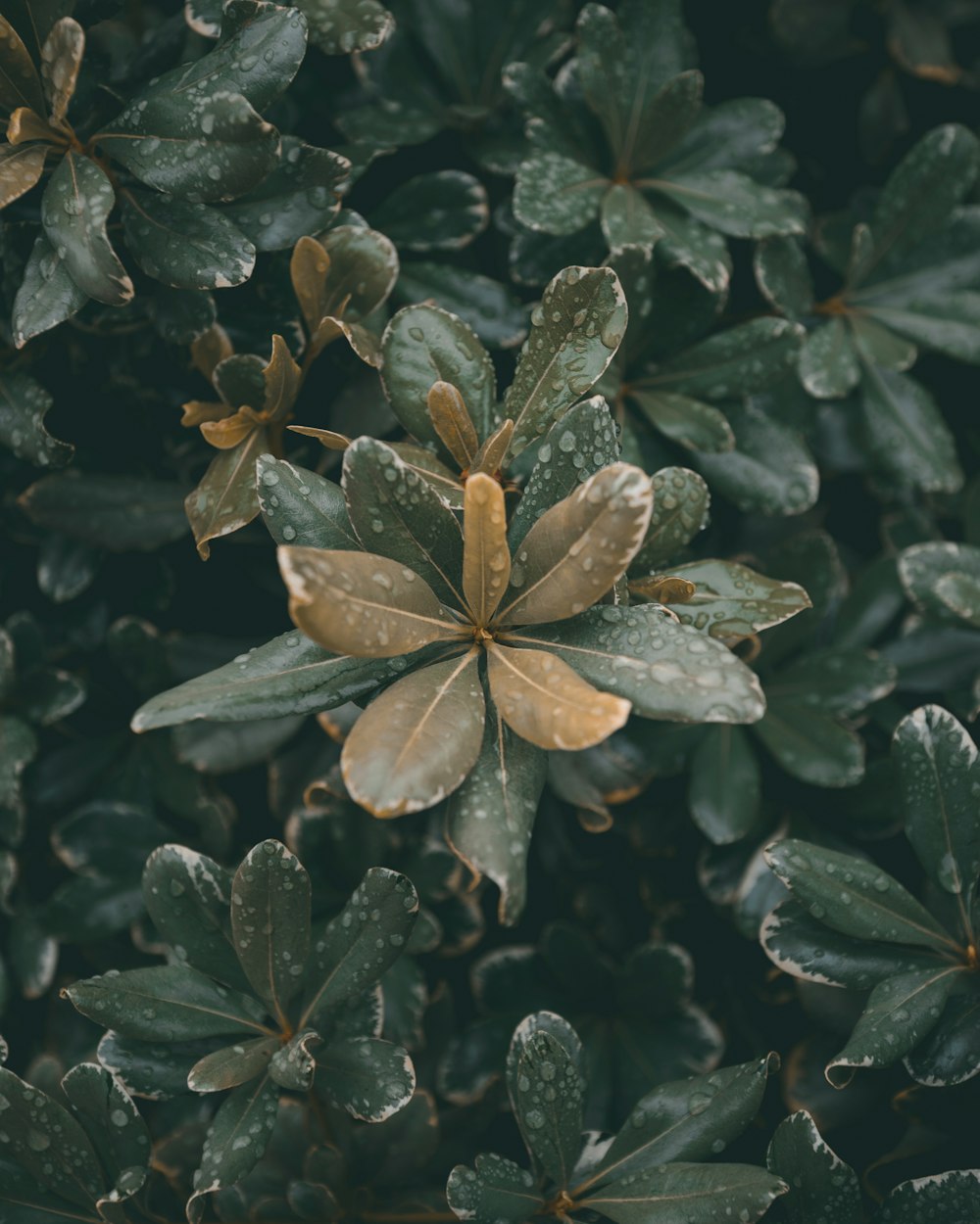 Plante à feuilles vertes avec rosée d’eau