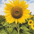 yellow sunflower