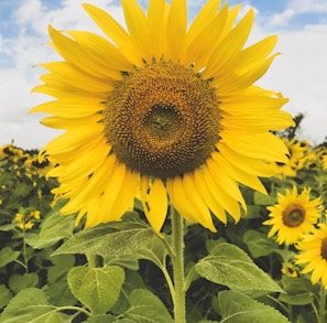 yellow sunflower