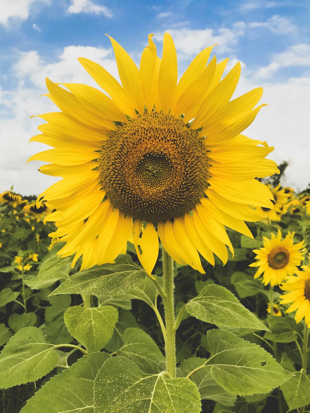 girasol amarillo