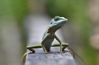 green lizard