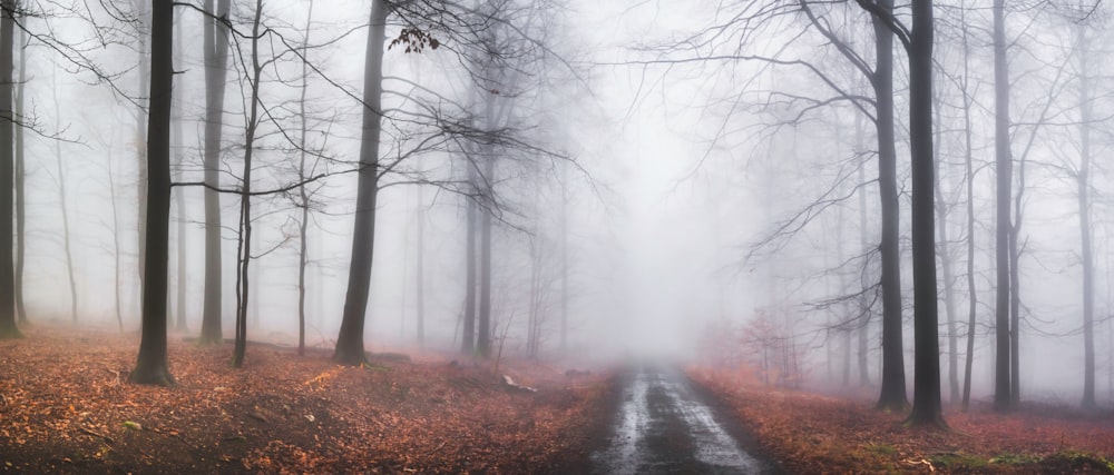 view of forest surrounded with fogs