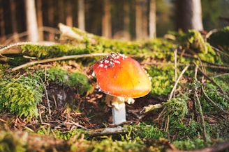 A vibrant red and orange mushroom, likely an Amanita muscaria, is nestled among the lush, green moss and forest floor debris. Sunlight illuminates the mushroom cap, highlighting its glossy texture and the white spots scattered across it. The background features blurred tree trunks, indicating a forest setting.