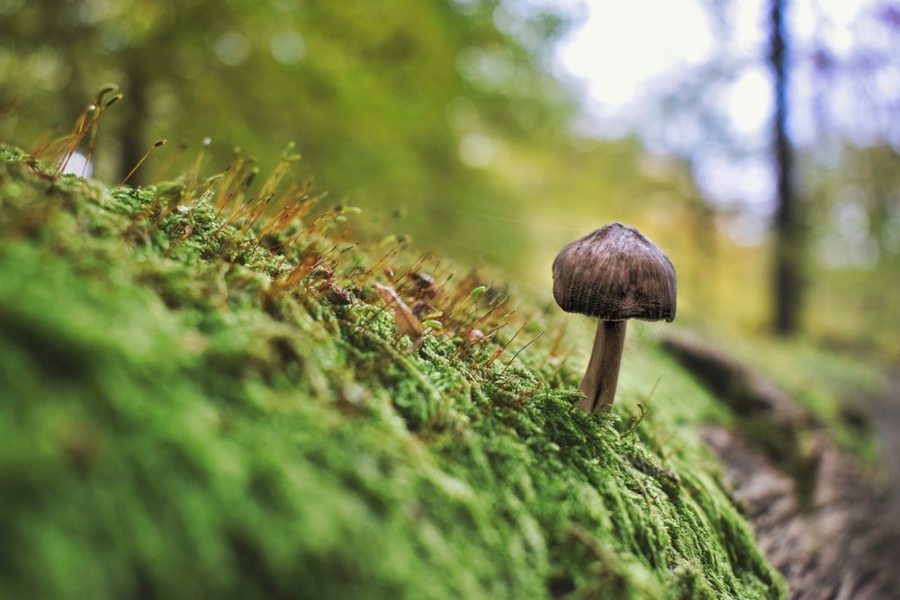 closeup photo of fungus