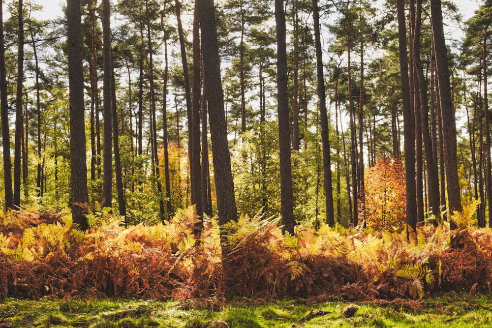 tall trees above green and brown bushes at daytime