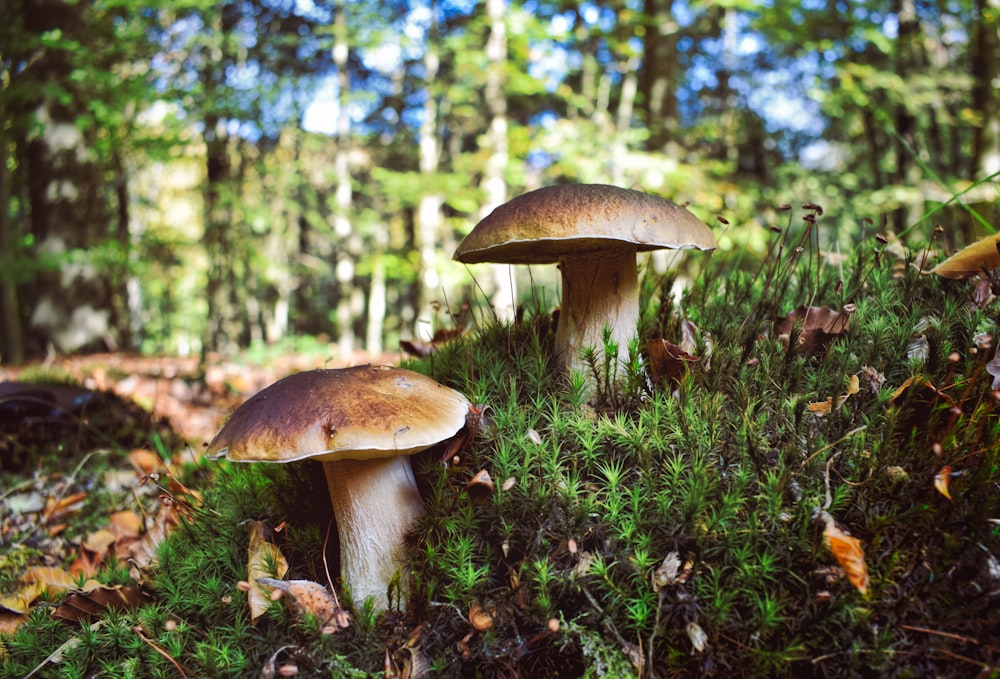 two brown mushrooms