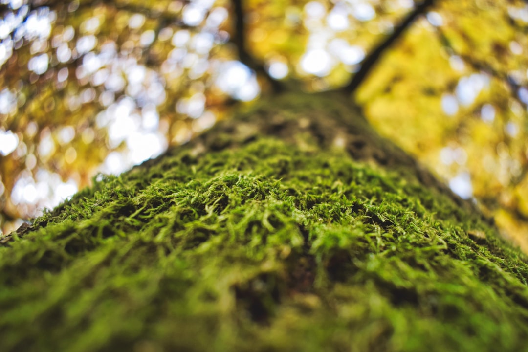low angle view of tree with moss