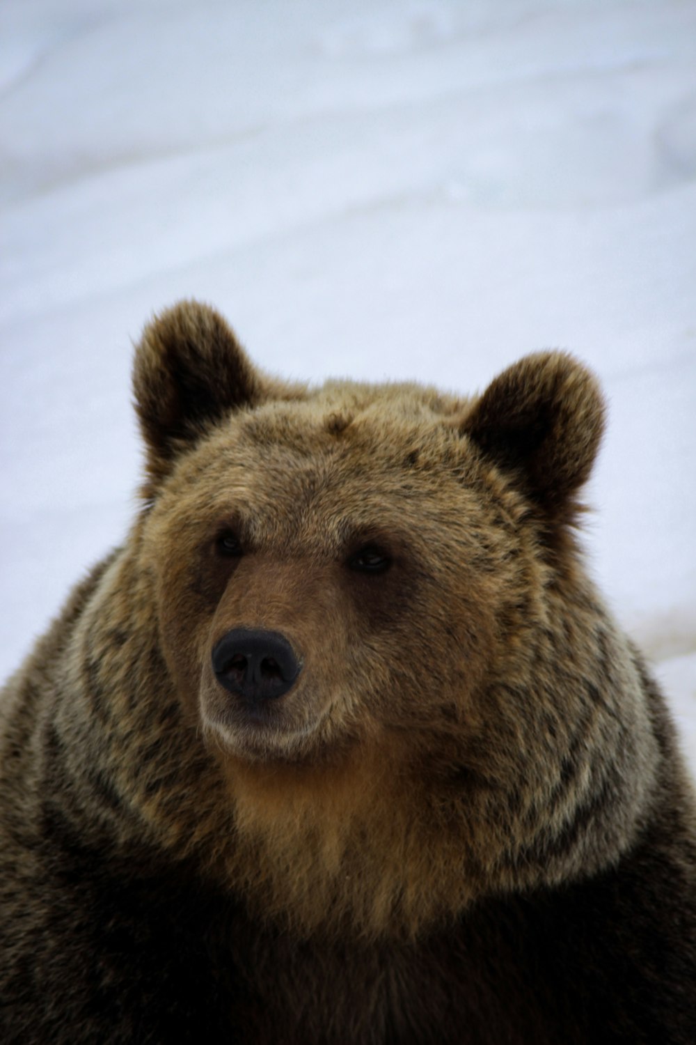 brown bear