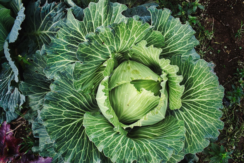 green leafy vegetable in selective focus photography